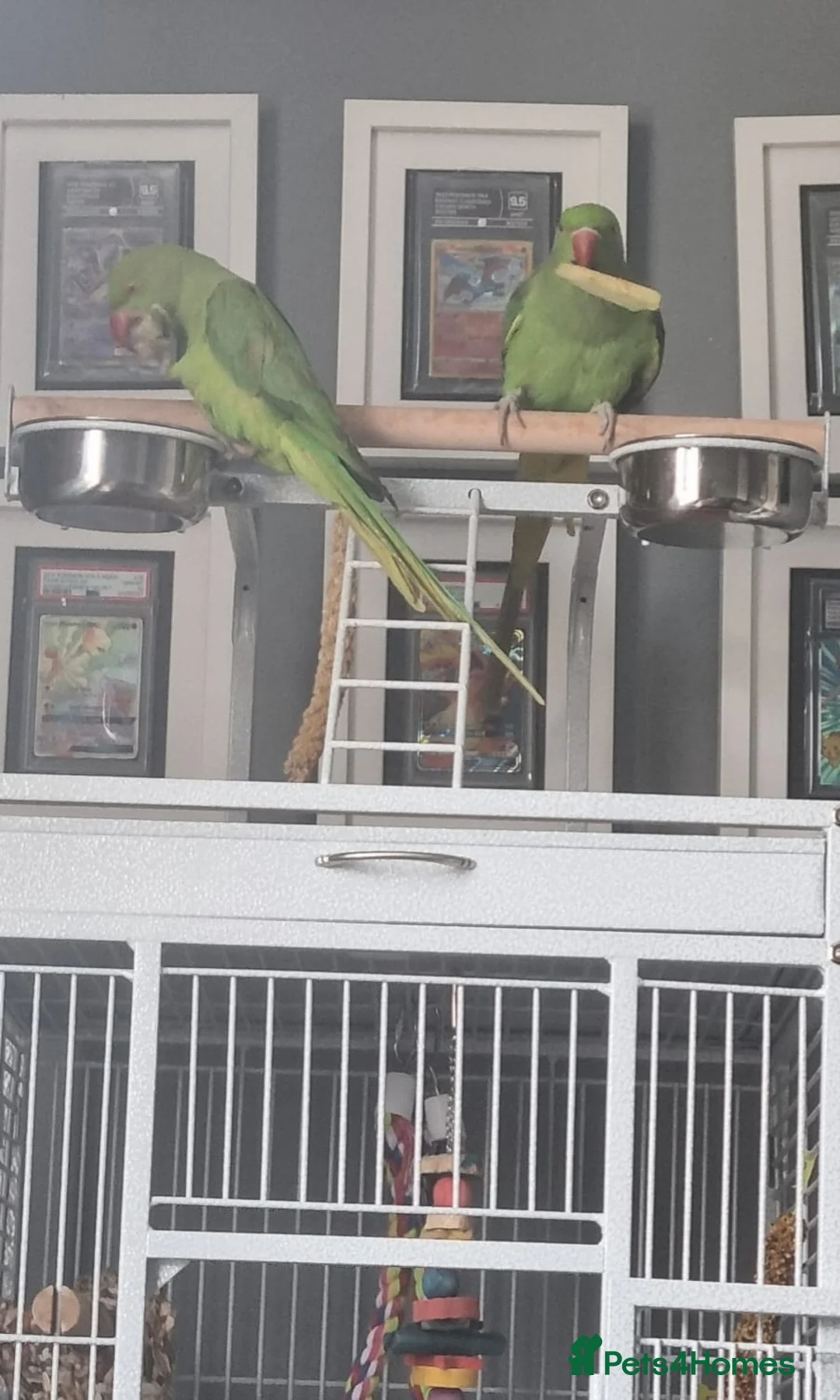 Parrots birds for sale: PARROT 🦜 india ring neck boy/girl large cage - Advert 2