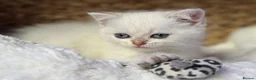 Scottish Fold cats for sale: British short hairs (Scottish straight) ready  - Advert 29