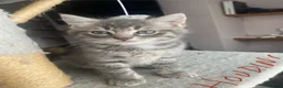 Ragdoll cats for sale: Ragdoll mixed breed kittens for sale in Thetford - Advert 13
