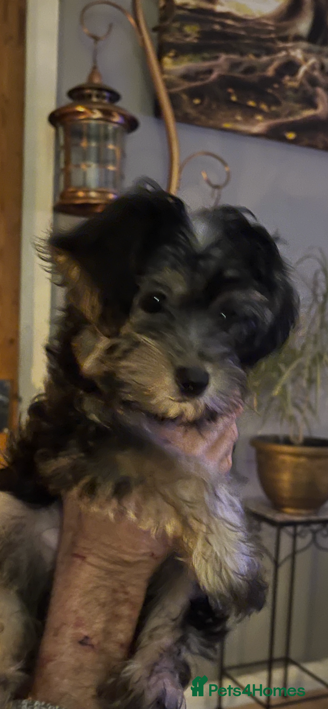 Mixed Breed dogs for sale: Adorable Morkie Poo puppies - Advert 2