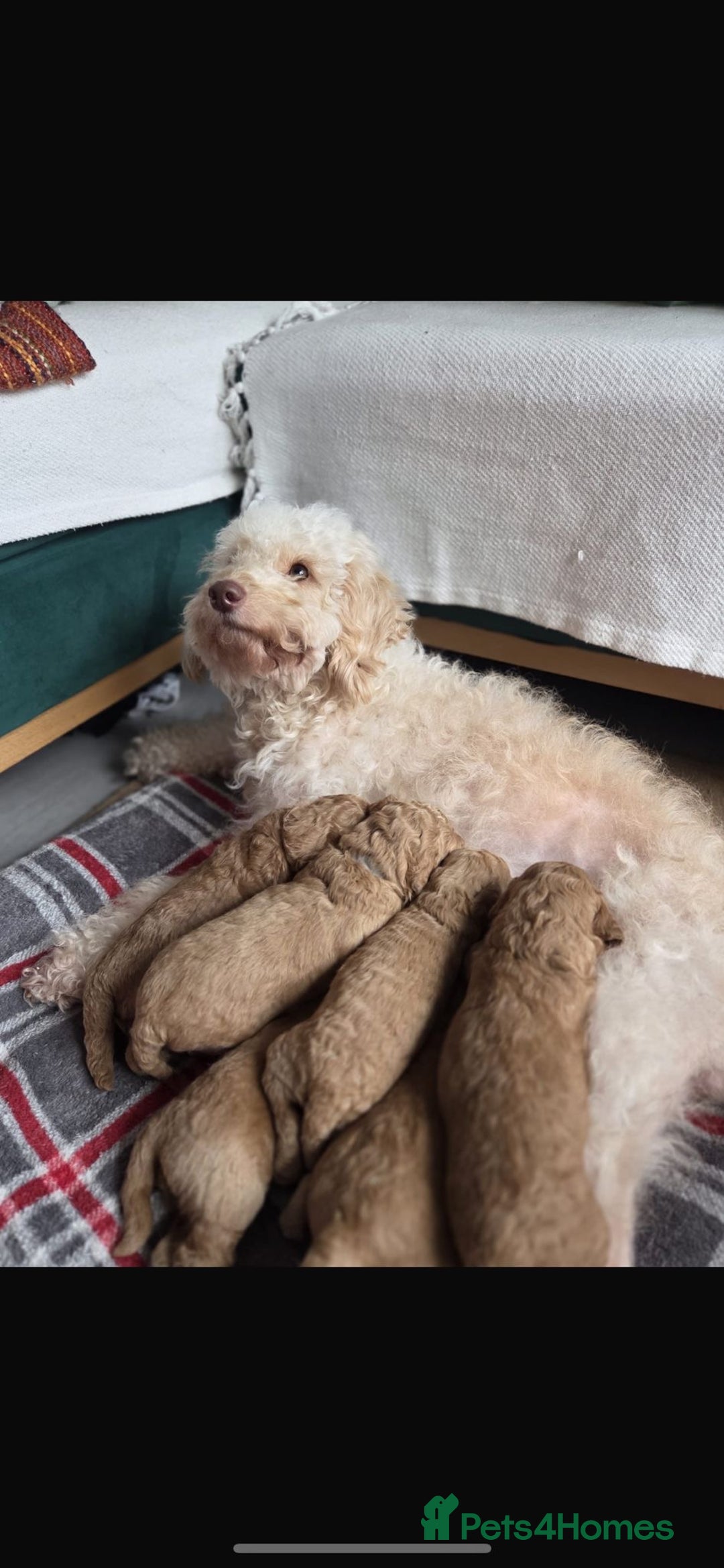 Cavapoo dogs for sale: 6 Cavapoos for sale - Advert 10
