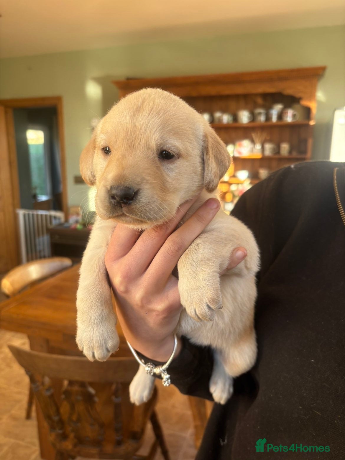 Labrador Retriever dogs Fabulous bunch of Labrador puppies  - Advert 3