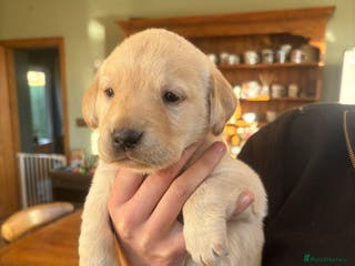Labrador Retriever dogs Fabulous bunch of Labrador puppies - Advert 13