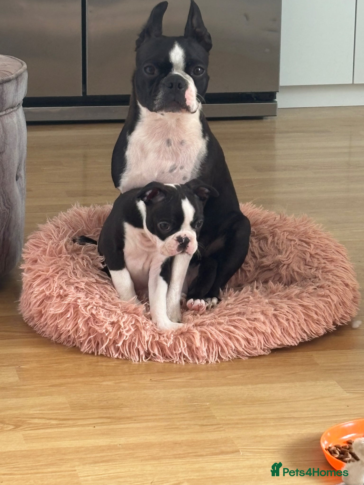 Boston Terrier dogs Boston Terrier 💙💙puppy boy💙💙 KC reg - Advert 1