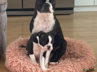 Boston Terrier dogs Boston Terrier 💙💙puppy boy💙💙 KC reg - Advert 1