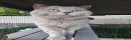 British Shorthair cats for sale: Lilac britishshort  - Advert 5