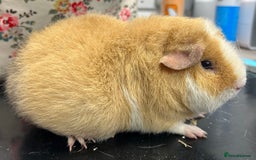 Guinea Pig rodents for sale: Teddy Sows Available  - Image 10