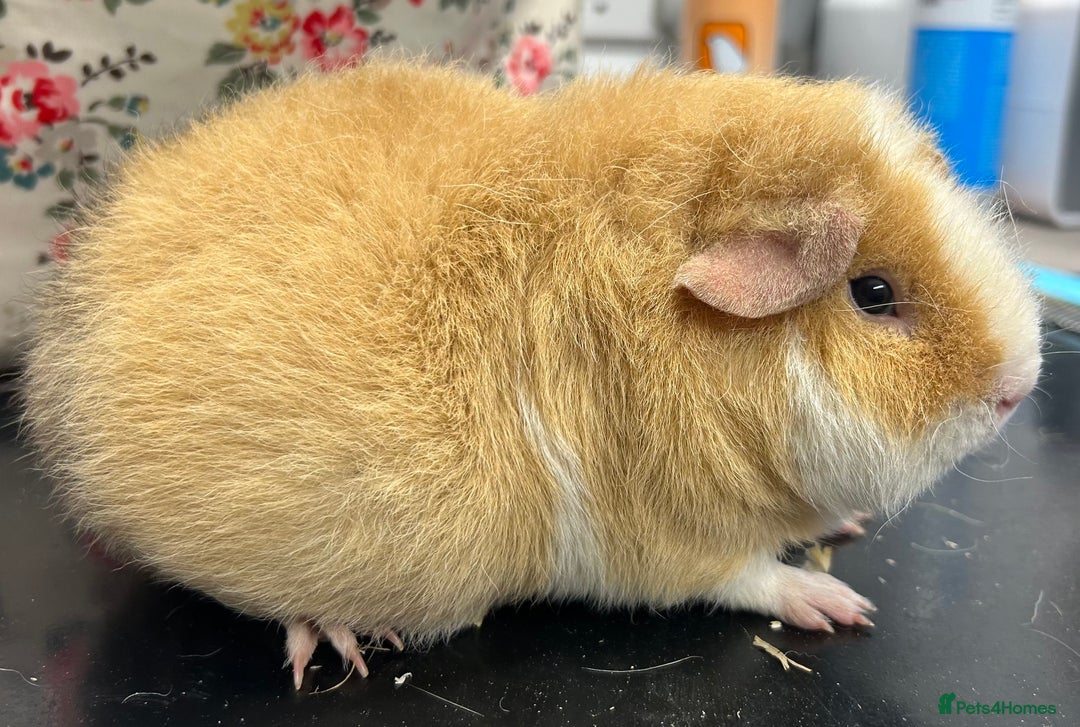 Guinea Pig rodents for sale: Teddy Sows Available  - Image 10