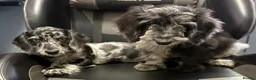 Doxiepoo dogs for sale: READY NOW  DOXIEPOOS BOTH PARENTS HEALTH TESTED  - Advert 9
