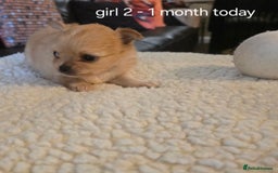 Chihuahua dogs for sale: Chihuahua long coat puppies ...only BOY left - Image 13