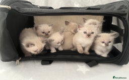 Ragdoll cats for sale: 7 Ragdoll kittens  - Image 1