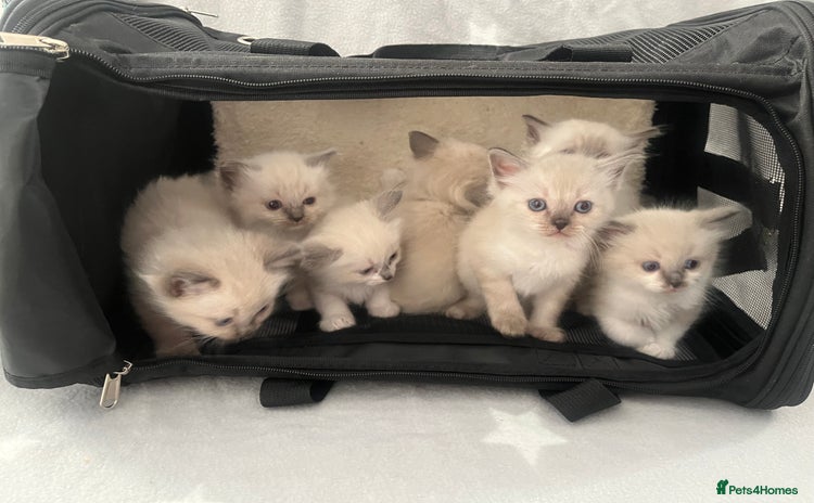 Ragdoll cats - Advert 1