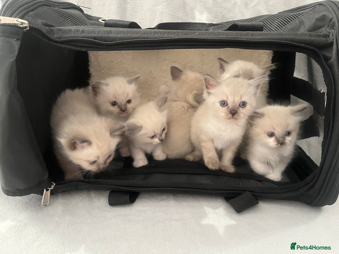 Ragdoll cats for sale: 7 Ragdoll kittens  - Image 1