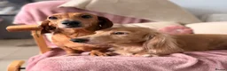 Miniature Dachshund dogs for sale: Miniature long and smooth dachshund pups in Castleford - Advert 1