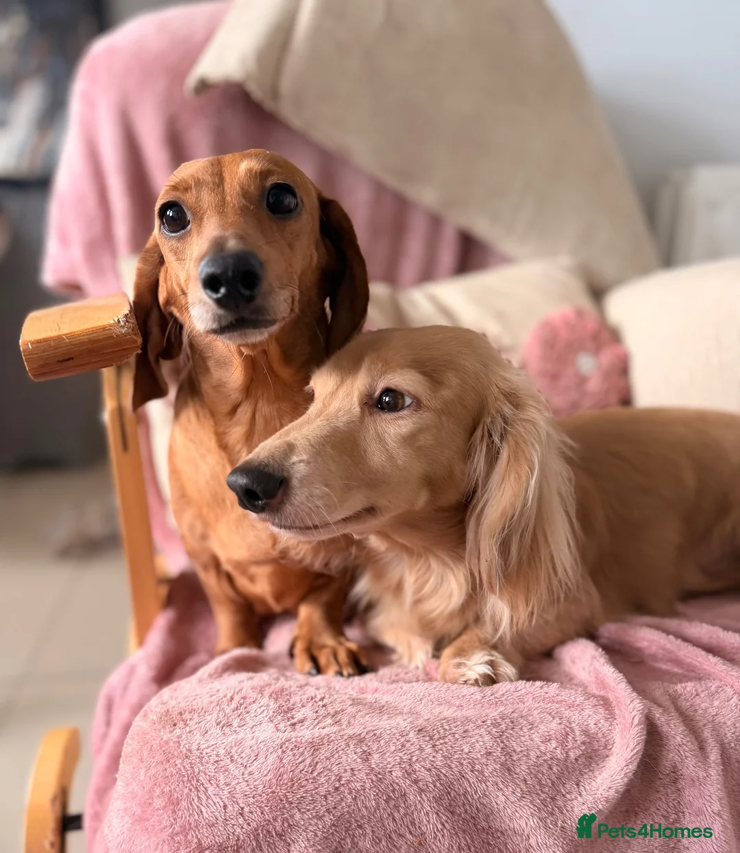 Miniature Dachshund dogs for sale: Miniature long and smooth dachshund pups in Castleford - Advert 1