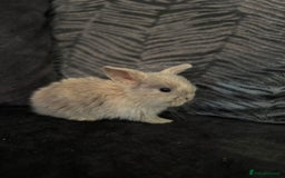 Mini Lop rabbits for sale: Mini Lops & Mini Lion Lops. Separate litters - Image 5