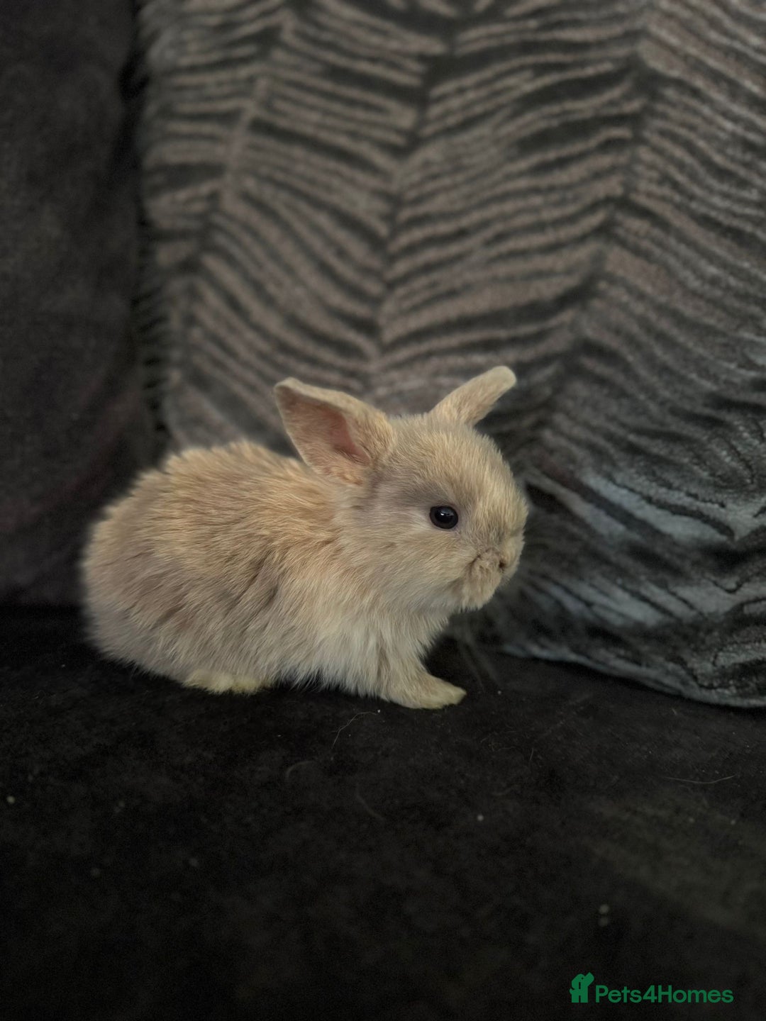 Mini Lop rabbits for sale: Mini Lops & Mini Lion Lops. Separate litters - Image 5