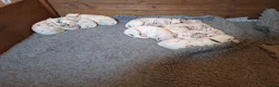Dalmatian dogs for sale: Perdi's litter in Yeovil - Advert 15