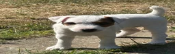 Parson Russell dogs for sale: Parson Russell Bitch pup for sale - Advert 1