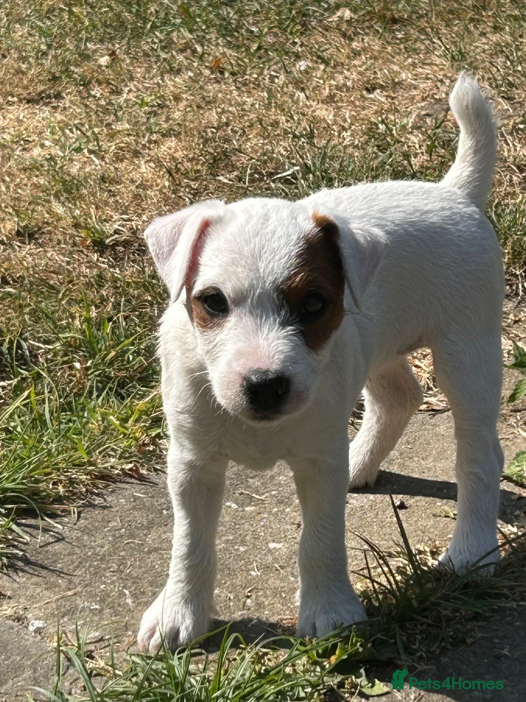 Parson Russell dogs for sale: Parson Russell Bitch pup for sale - Advert 1