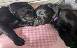 Labrador Retriever dogs for sale: Black Labrador Puppies  - Image 2