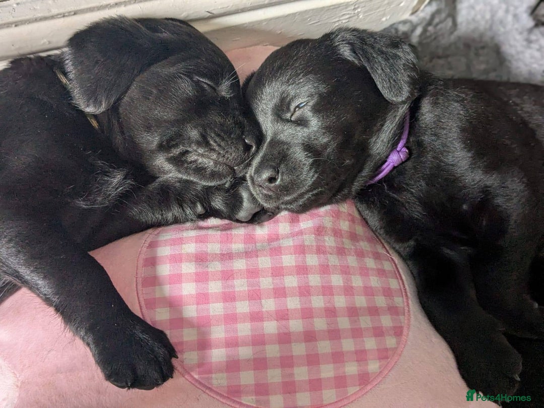 Labrador Retriever dogs for sale: Black Labrador Puppies  - Image 2