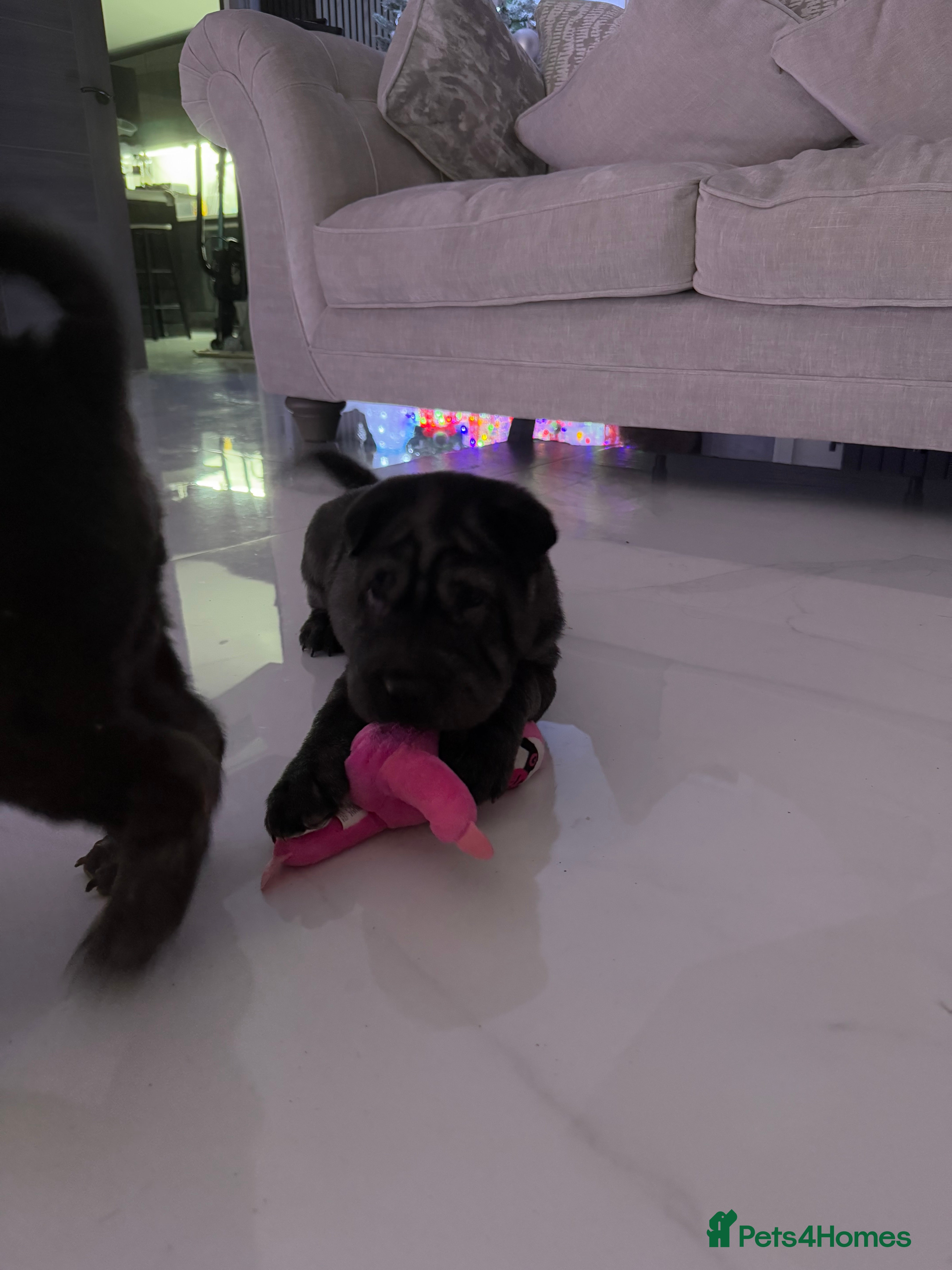 Shar Pei dogs 🔥 👀 1 black boy left 👀 🔥 SHARPEI PUPS 🔥  - Advert 2