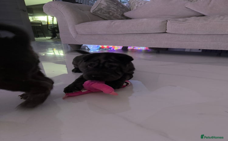 Shar Pei dogs 2 boys left!! BEAUTIFUL SHARPEI PUPS 🔥  - Advert 2