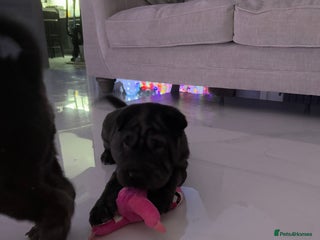 Shar Pei dogs 2 boys left!! BEAUTIFUL SHARPEI PUPS 🔥 - Advert 2