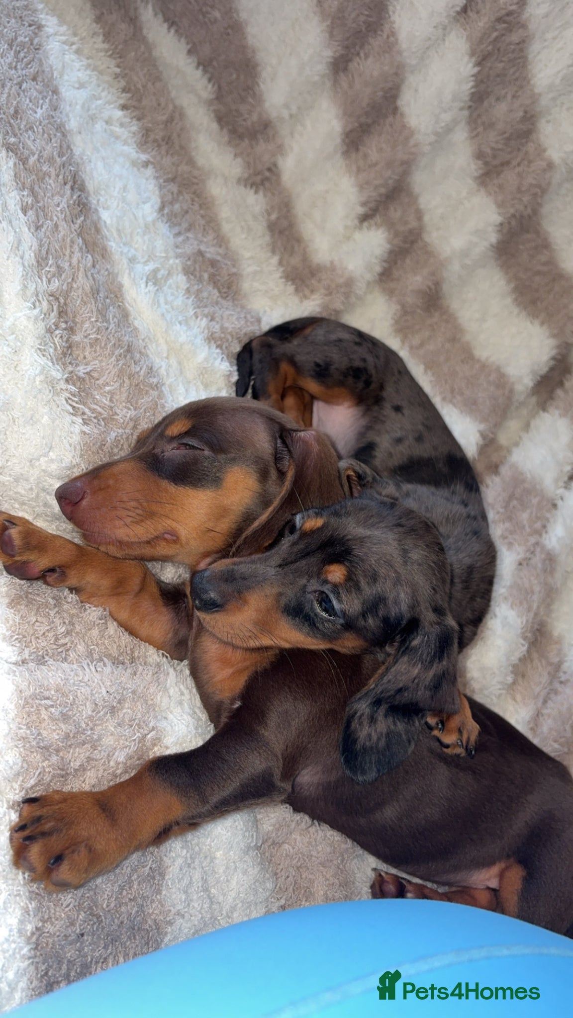 Miniature Dachshund dogs for sale: 2Mini Dachshunds ready for forever homes 🏡 - Advert 1