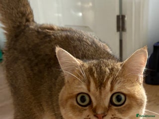 British Shorthair cats Male British shorthair - Advert 9
