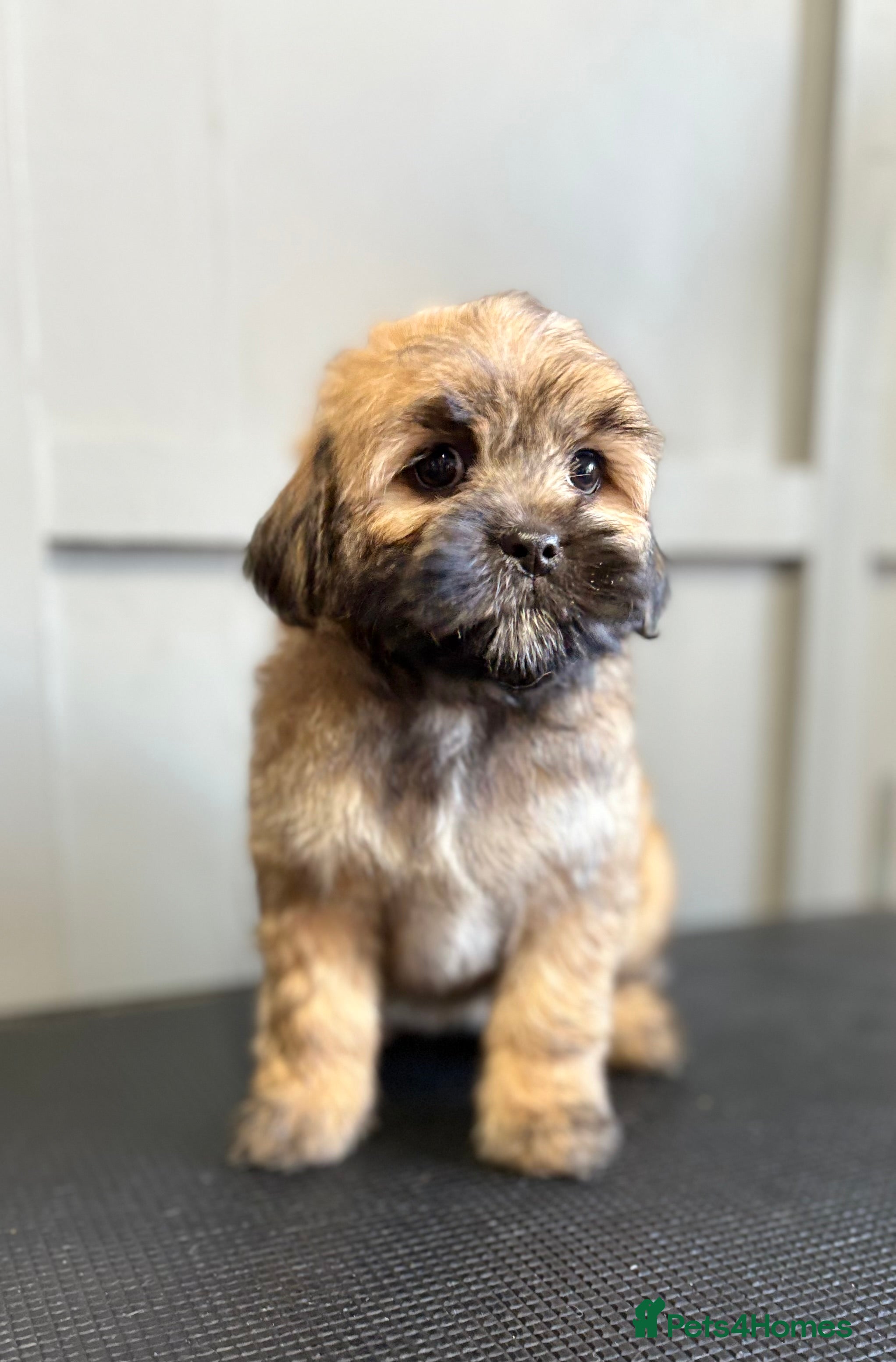 Lhasapoo dogs Lhasapoo puppy 🧸 1 girl remaining!  - Advert 2