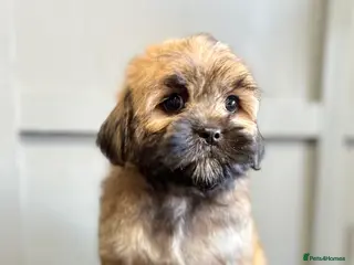 Lhasapoo dogs Lhasapoo puppy 🧸 1 girl remaining! - Advert 2