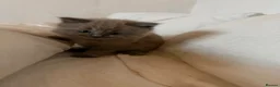 Ragdoll cats for sale: Ragdoll x mink tonkinese kittens  - Advert 19
