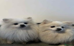 Pomeranian dogs for sale: Pomeranian Puppy  - Image 8