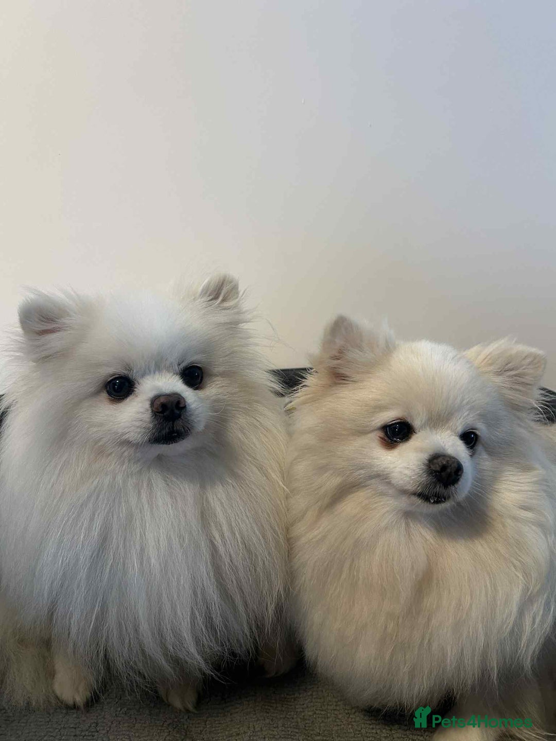 Pomeranian dogs for sale: Pomeranian Puppy  - Image 8