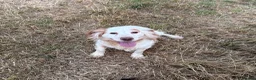 Cocker Spaniel dogs for sale: Tess  - Advert 2