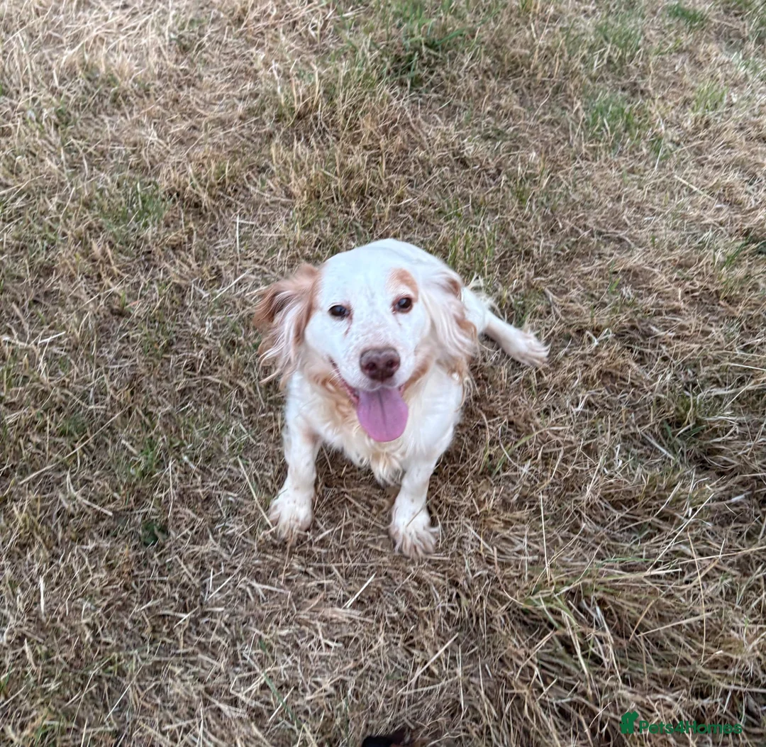 Cocker Spaniel dogs for sale: Tess  - Advert 2