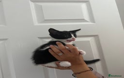 Domestic Shorthair cats for sale: 4 kittens  - Image 1
