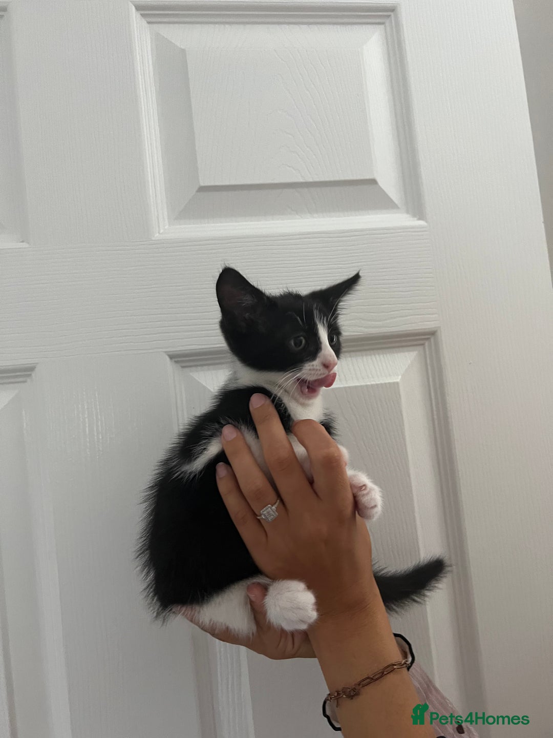 Domestic Shorthair cats for sale: 4 kittens  - Image 1