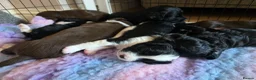 Mixed Breed dogs for sale: Bordoodle X Springer Spaniel puppies  - Advert 30