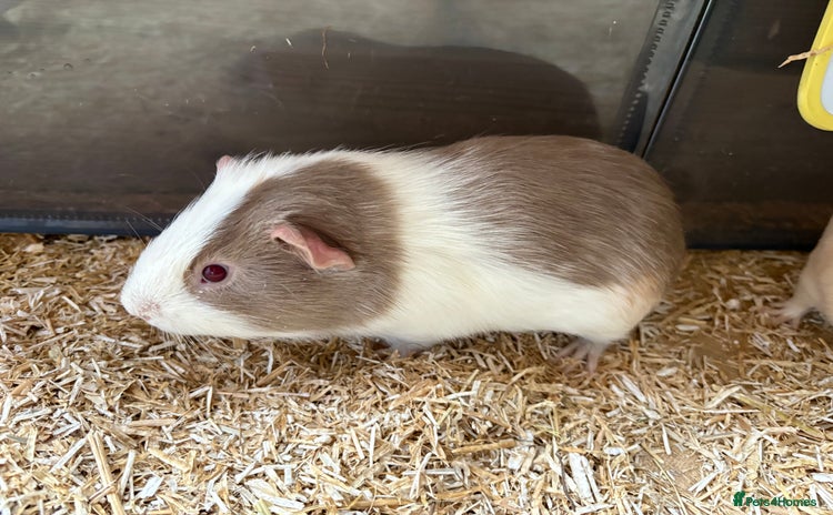 Guinea Pig rodents - Advert 2