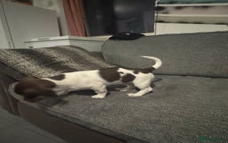 Mixed Breed dogs for sale: Shih Tzu-pomeranian - Image 15