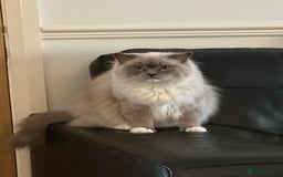 Ragdoll cats for sale: Full pedigree female Blue mitted Ragdoll - Image 3