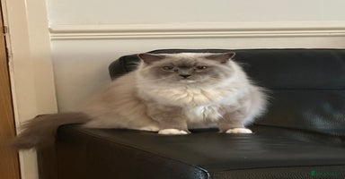 Ragdoll cats - Advert 6