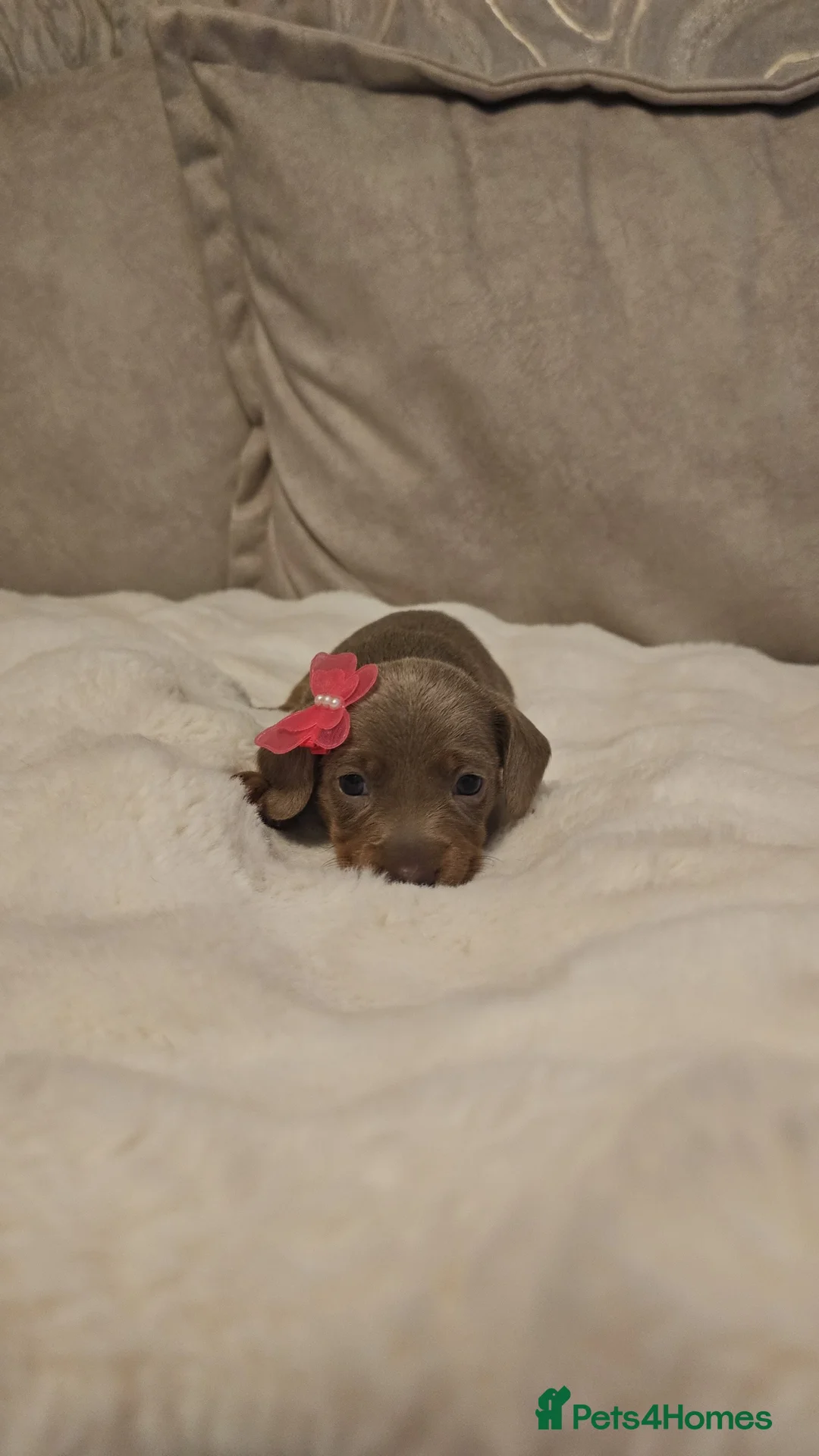 Miniature Dachshund dogs for sale: Miss b - Advert 3