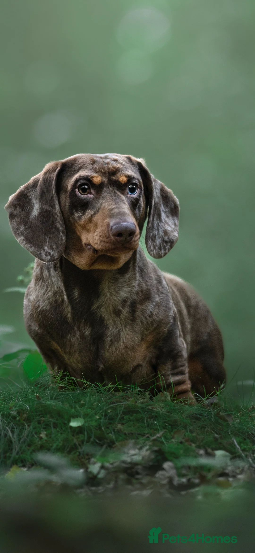 Miniature Dachshund dogs for stud: SHOW LINE CHAMP Bred Choc Dapple Mini Dachshund  in Manchester - Advert 3