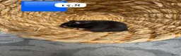 Hamster rodents for sale: Beautiful baby Syrian Hamsters Sheffield - Advert 3