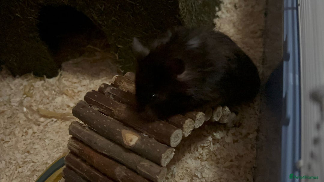 Hamster rodents for sale: Syrian Hamster and Full Set up  - Image 2