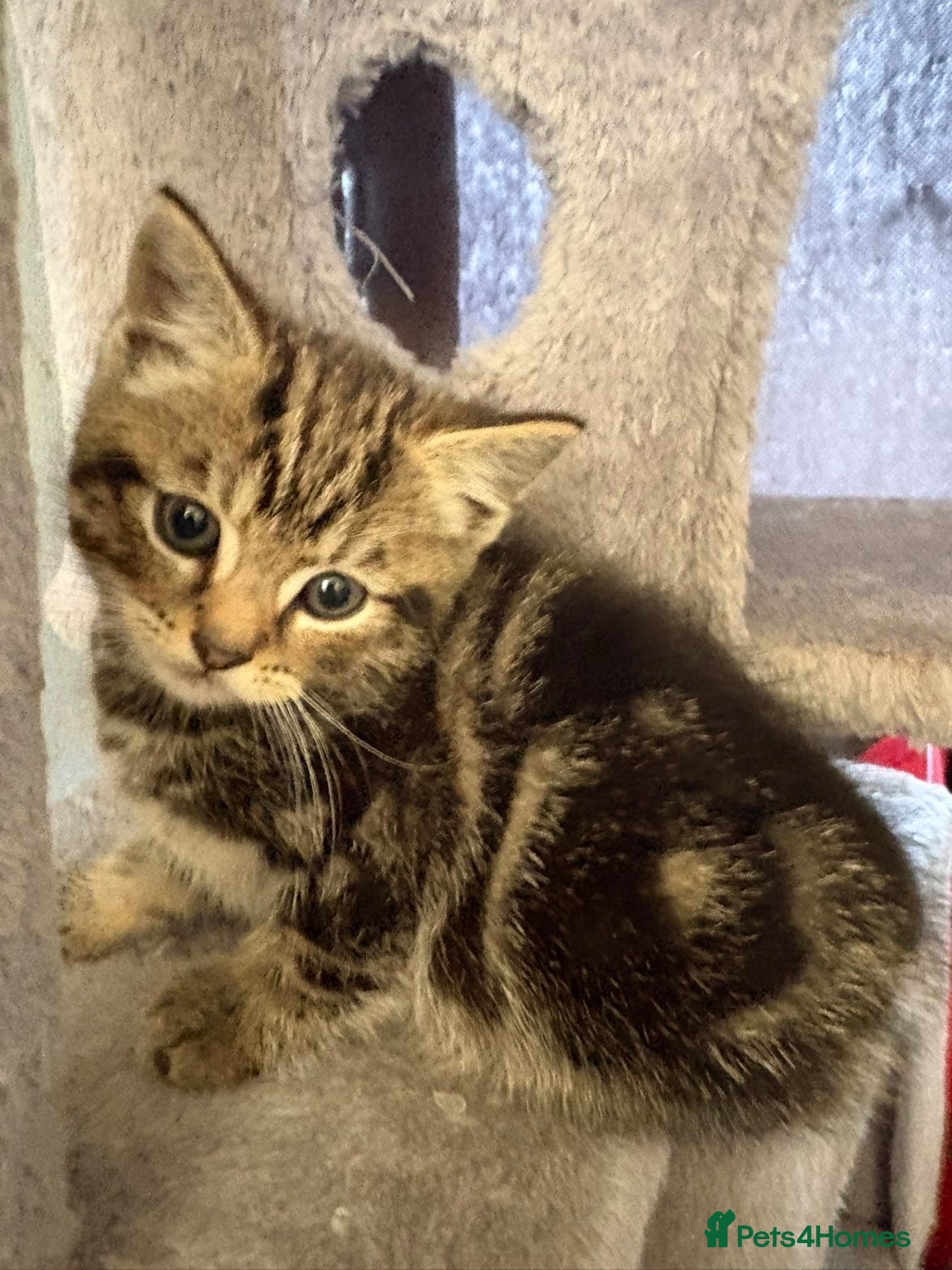 Domestic Shorthair cats Kittens  - Advert 7